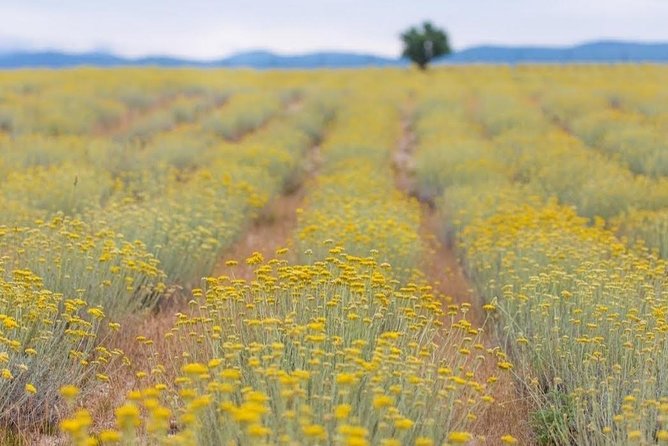 Immortelle farm island Krk - Seeing Krk Bridge from the farm
