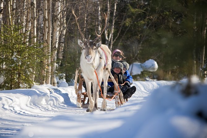 In Pursuit of Reindeer - Snowmobile safari to reindeer farm in Rovaniemi - From Safartica to the frozen countryside