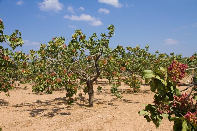 Insightful Pistachio Orchard and Factory Tour - Key points to know before booking