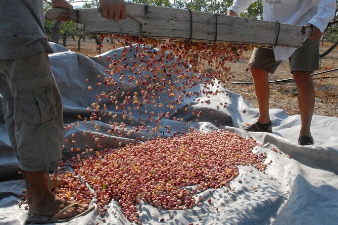 Insightful Pistachio Orchard and Factory Tour - Why Aegina pistachios are worth a closer look