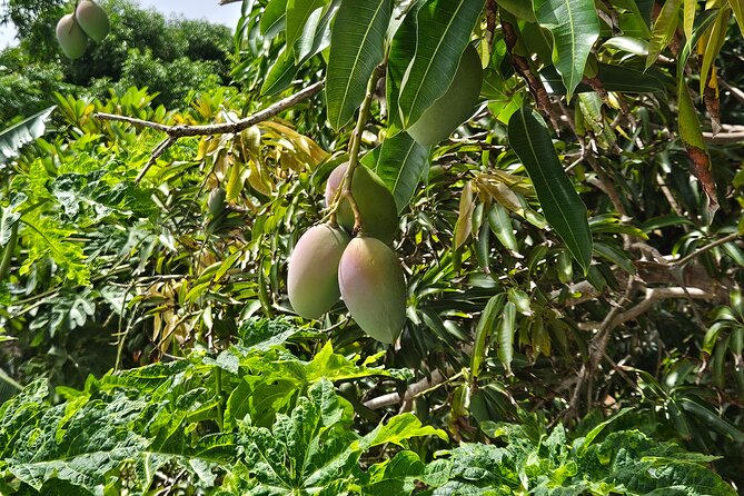 Island Eco Farm Tour with Local Treats and Sapphire Beach Time - Two hours at Sapphire Beach