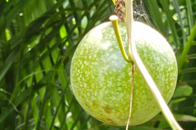 Island Eco Farm Tour with Local Treats and Sapphire Beach Time - A good fit for families and mixed-interest groups