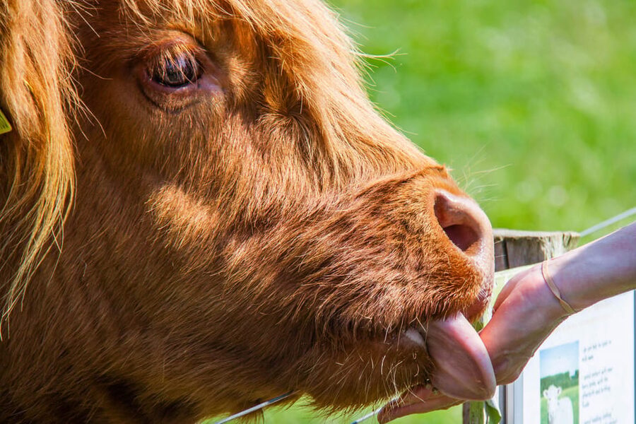 Isle of Arran: Exclusive Private Farm Tour with the Farmer - Feeding Highland cows, goats, and alpacas