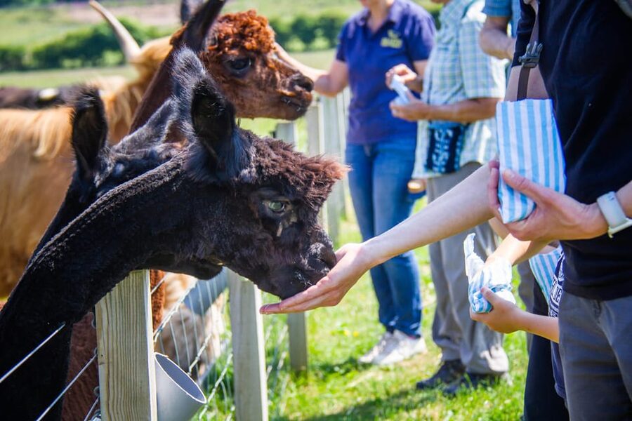 Isle of Arran: Exclusive Private Farm Tour with the Farmer - Coffee, biscuits, and time for your questions