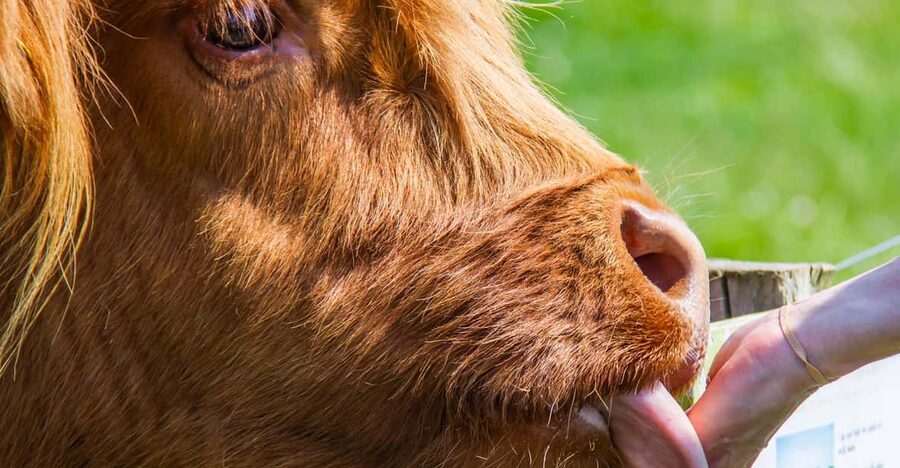 Isle of Arran: Exclusive Private Farm Tour with the Farmer - Who will enjoy this farm tour most