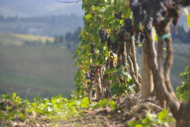 It's Wine Time! 2 wineries & farm-to-table lunch—max 8 pp - Should you book it?