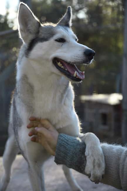 IVALO: Experience Farm Visit | small group - The nature path and its seasonal tasks