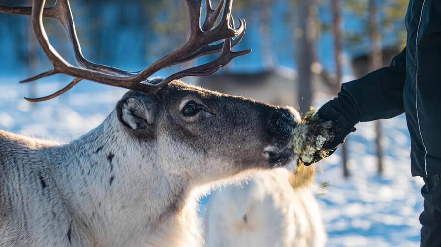 Ivalo: Magical Moments at the Reindeer Farm - Key points to know before you go