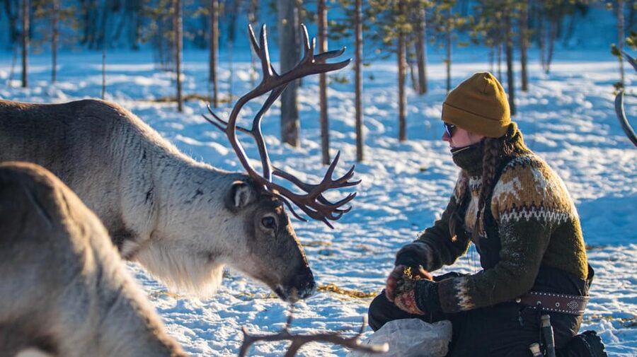 Ivalo: Magical Moments at the Reindeer Farm - Meeting reindeer near Ivalo