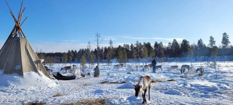 Ivalo: Magical Moments at the Reindeer Farm - Feeding reindeer at the fence