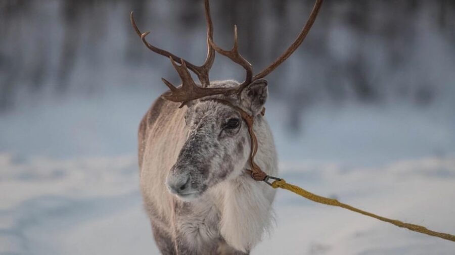 Ivalo: Magical Moments at the Reindeer Farm - Coffee, tea, and fire in the tepee