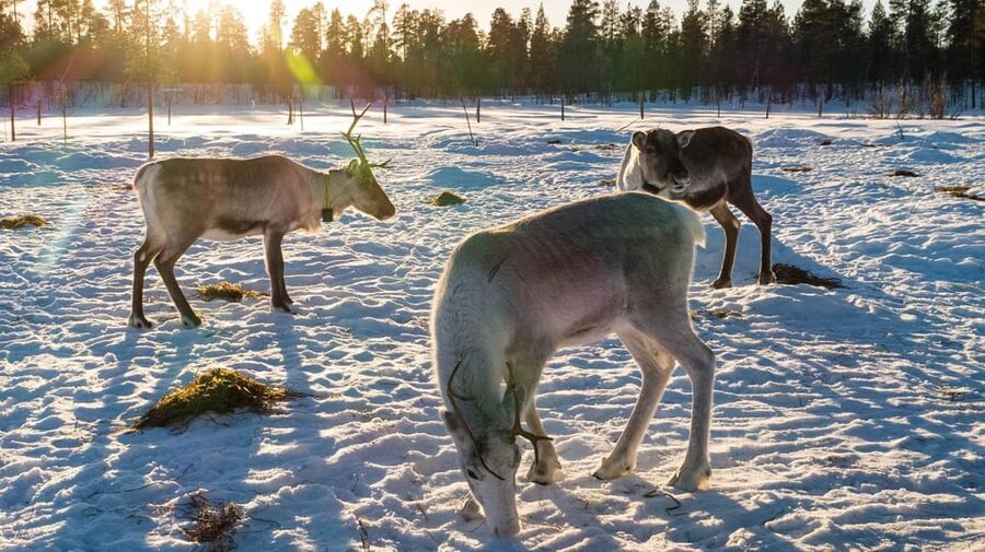 Ivalo: Magical Moments at the Reindeer Farm - Why the eight-person limit matters