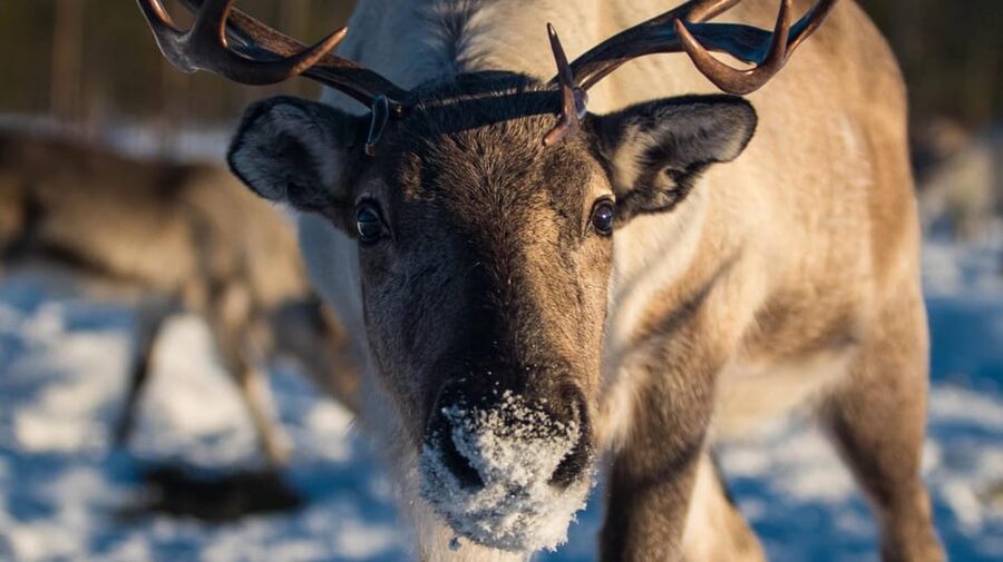 Ivalo: Magical Moments at the Reindeer Farm - The price and what you receive