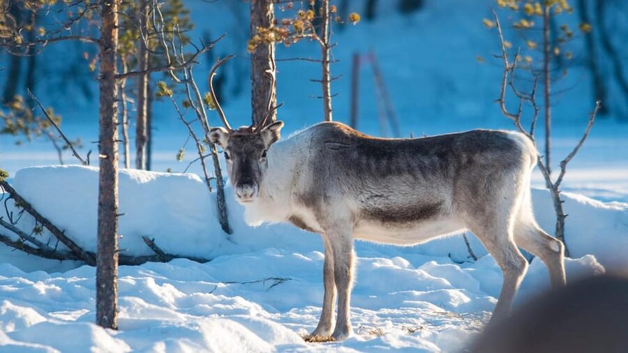 Ivalo: Magical Moments at the Reindeer Farm - Who will enjoy this farm visit