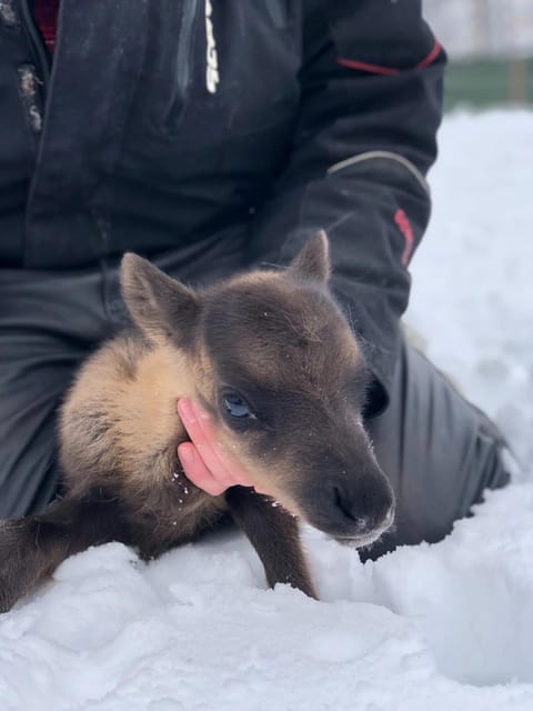 Ivalo: Magical Moments at the Reindeer Farm - Learning from the herder
