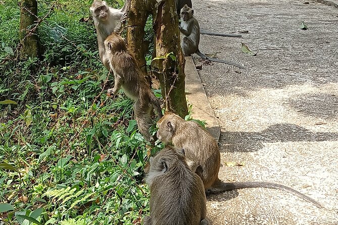 Jakarta Bogor Botanical Garden, Waterfall and Rice terrace, Lunch - How the day handles traffic and ship schedules