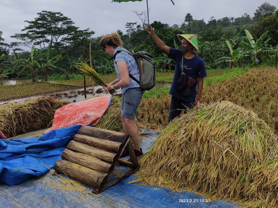 Jakarta : Botanical Garden, Waterfalls, and Rice Fields Tour - Five details worth knowing before you book