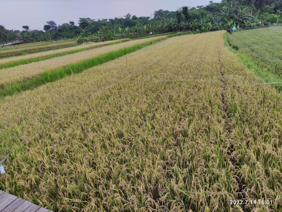 Jakarta : Botanical Garden, Waterfalls, and Rice Fields Tour - Walking beside the river to Curug Nangka