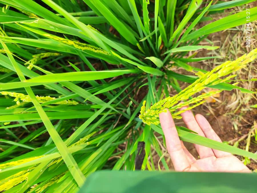 Jakarta : Botanical Garden, Waterfalls, and Rice Fields Tour - Food, timing, and what is not included