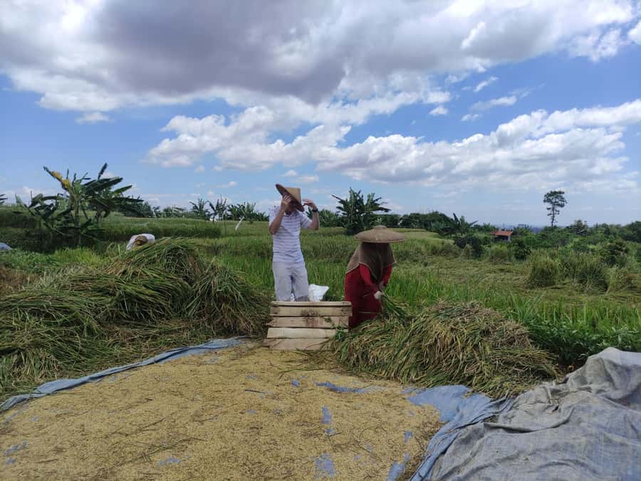 Jakarta : Botanical Garden, Waterfalls, and Rice Fields Tour - Should you book the Bogor day trip?