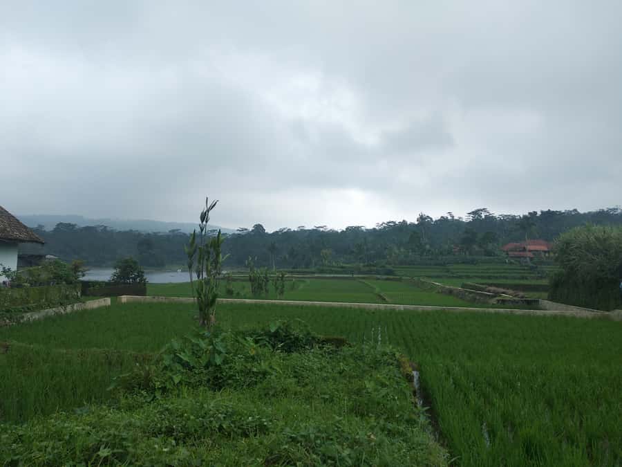 Jakarta: Volcano, Hot Spring, Tea, Rice Fields, &Coffee tour - Key Points Worth Knowing