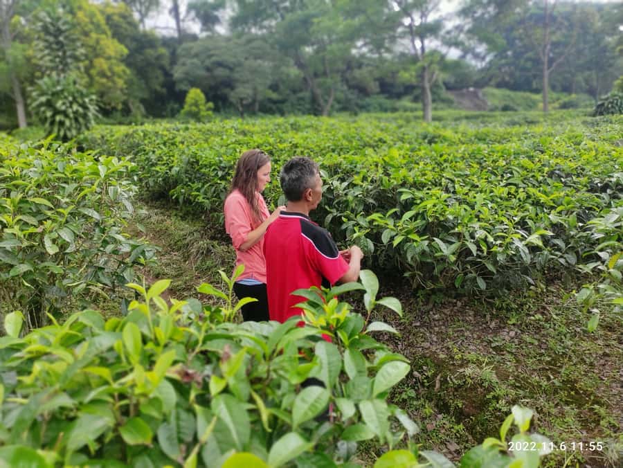 Jakarta: Volcano, Hot Spring, Tea, Rice Fields, &Coffee tour - Pineapple Tasting and Rice Field Life
