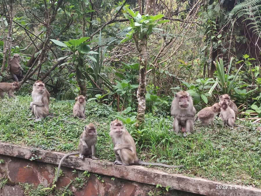 Jakarta: Volcano, Hot Spring, Tea, Rice Fields, &Coffee tour - Luwak Coffee at Cikole