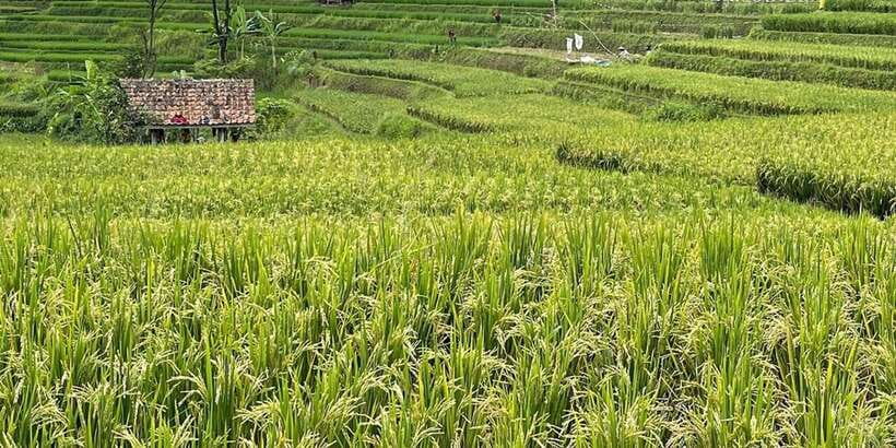 Jakarta: Volcano, Tea/Rice Fields, Hot Spring, Local Food - Is $114 good value for this much ground?
