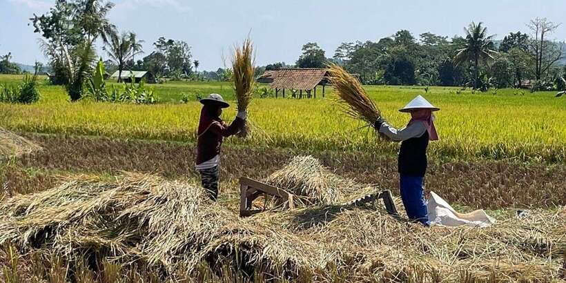 Jakarta: Volcano, Tea/Rice Fields, Hot Spring, Local Food - Tea fields and rice country around Ciater