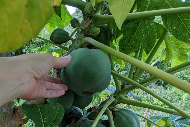 Jamaican Roots Tropical Farm Tour - Taste & Explore (Negril) 2hr - Mark’s personal approach makes the difference