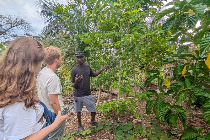 Jamaican Roots Tropical Farm Tour - Taste & Explore (Negril) 2hr - The walk begins at the almond tree