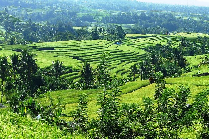 Jatiluwih in detail (1 h. e-bike tour in the rice terraces) - Why the small group matters