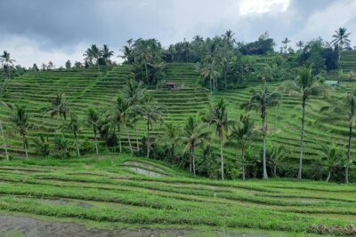 Jatiluwih Rice Terrace & Tanah Lot Tours