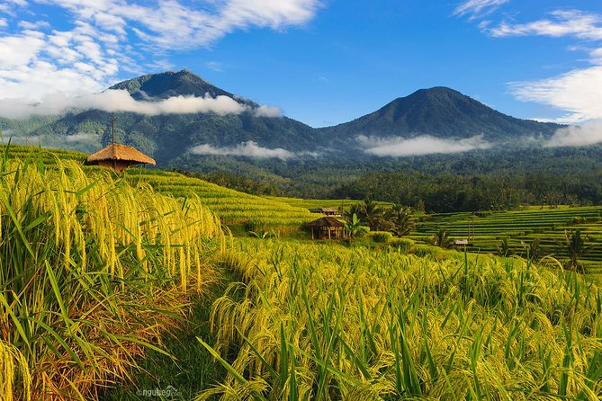 Jatiluwih Rice Terrace & Tanah Lot Tours - Who should book this experience