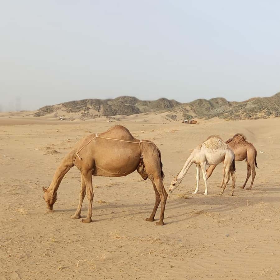 Jeddah Desert Safari: Quad Biking, Camel Farm & Sunset Views - How good is the $221 price?