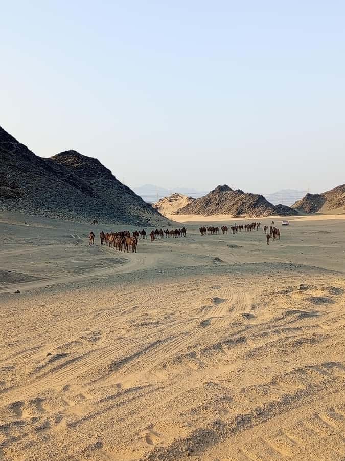 Jeddah Desert Safari: Quad Biking, Camel Farm & Sunset Views - Booking details worth checking