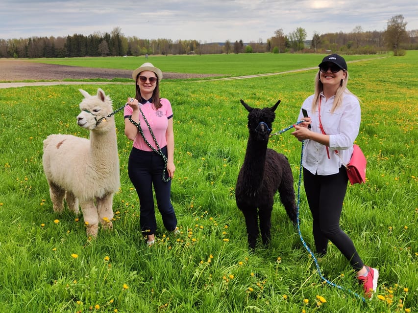 Jettingen-Scheppach: Alpaca hike through the Mindeltal - Meeting the alpacas above the Mindeltal