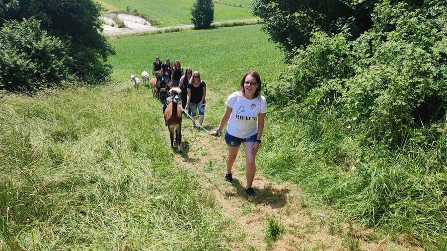 Jettingen-Scheppach: Alpaca hike through the Mindeltal - Choosing an alpaca for the country walk