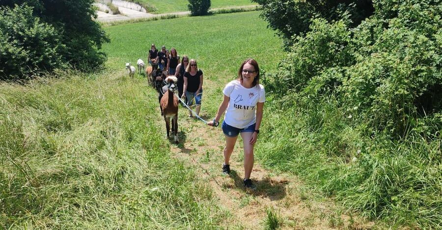 Jettingen-Scheppach: Alpaca hike through the Mindeltal - Who will enjoy Schönenberg Alpakas most?