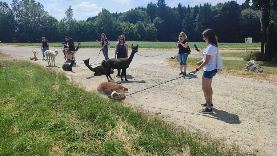 Jettingen-Scheppach: Alpaca hike through the Mindeltal - Feeding llamas first, then alpacas