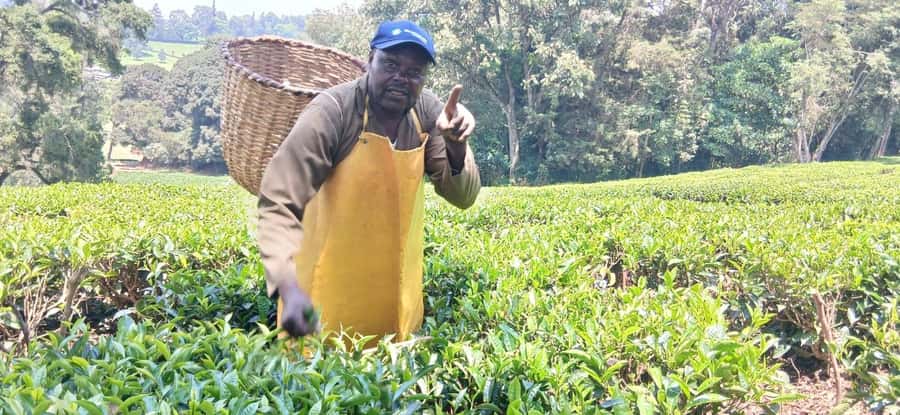 Kaimbethu tea farm tour and lunch package - Is $50 good value?