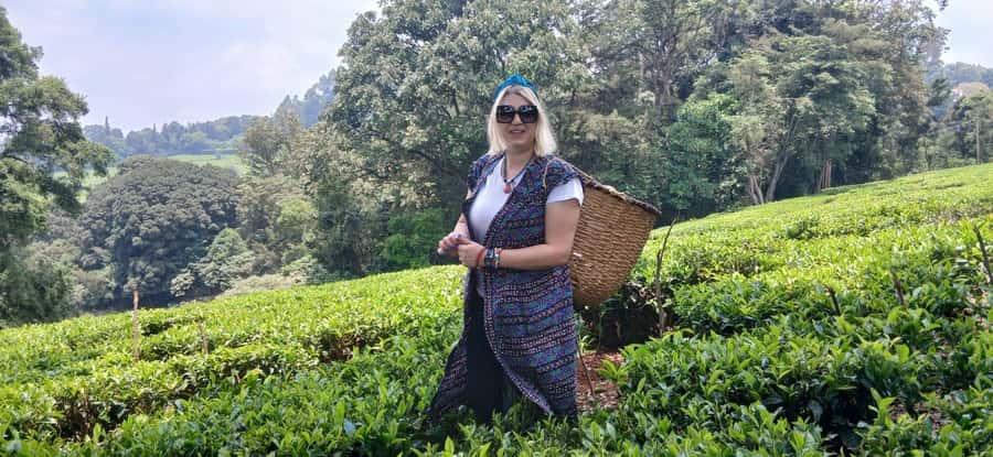 Kaimbethu tea farm tour and lunch package - Arriving at Kiambethu Tea Farm
