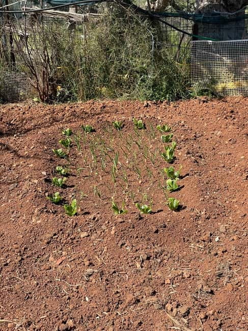 Kalamata: Farm-to-Table Experience with Cooking - Key points to know before booking