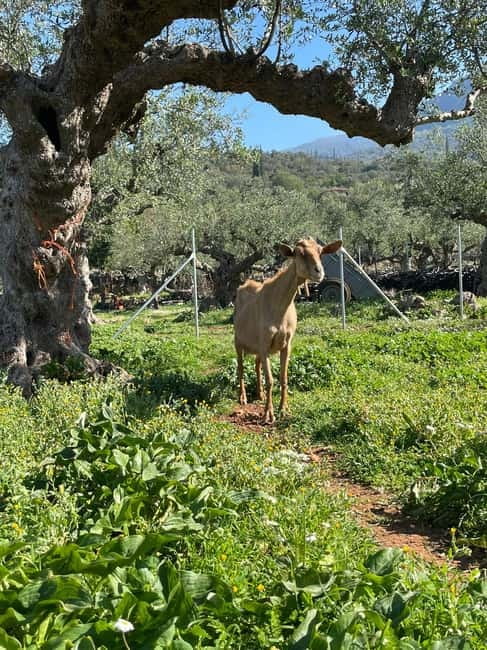 Kalamata: Farm-to-Table Experience with Cooking - Arriving at Mama Gaia in rural Messinia