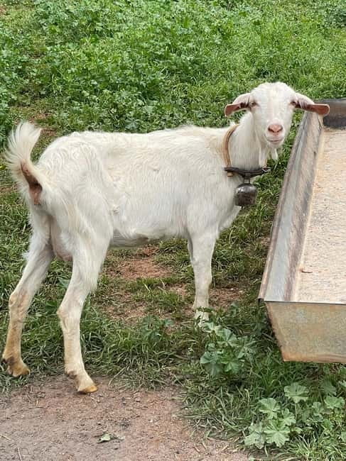 Kalamata: Farm-to-Table Experience with Cooking - Making Sfela and Anthotyro cheese