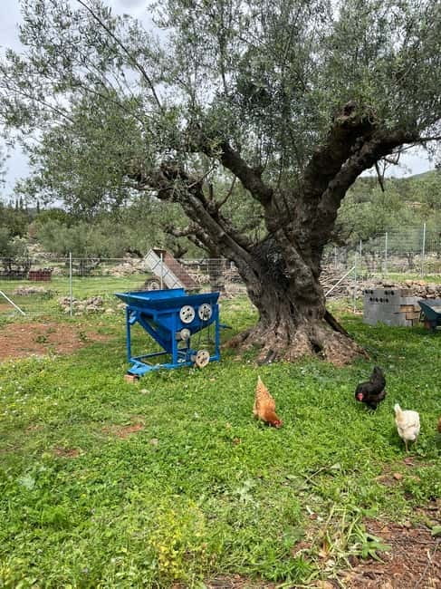 Kalamata: Farm-to-Table Experience with Cooking - Should you book Mama Gaia?