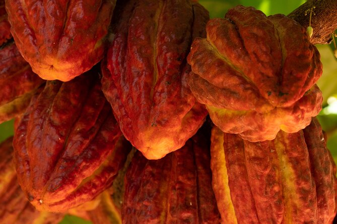 Kamananui Cacao Orchard Tour - Why this North Shore farm visit is different