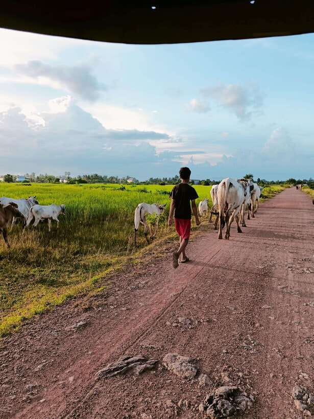 Kampot Pepper farm & Kayak trip around Green cathedral Sunse - Why this Kampot day trip works
