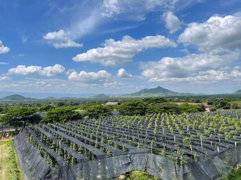 Kampot Pepper Farm, Salt Fields, Crab Market from Phnom Penh - Phnom Chhngok Cave, a small site with two kinds of interest
