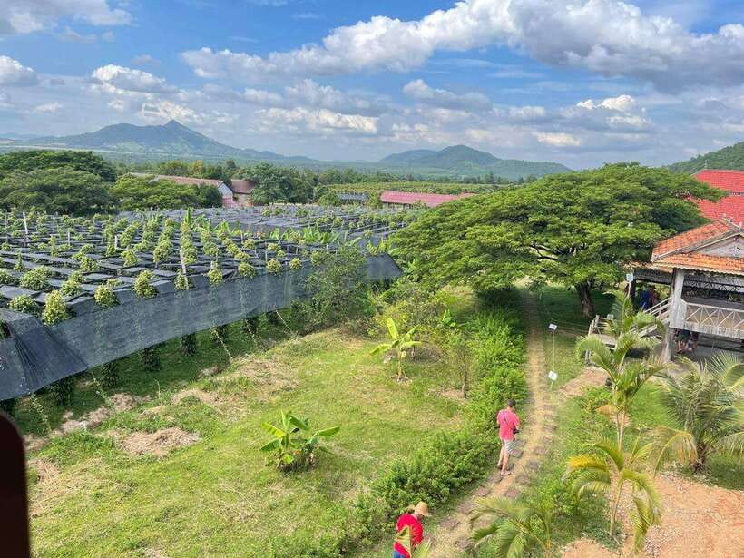 Kampot Pepper Farm, Salt Fields, Crab Market from Phnom Penh - Practical advice for a smoother day